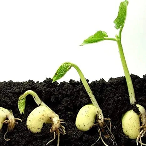 Vermicompost Fertilizer for Plants (Pack of 2) - INARSHIA.COM